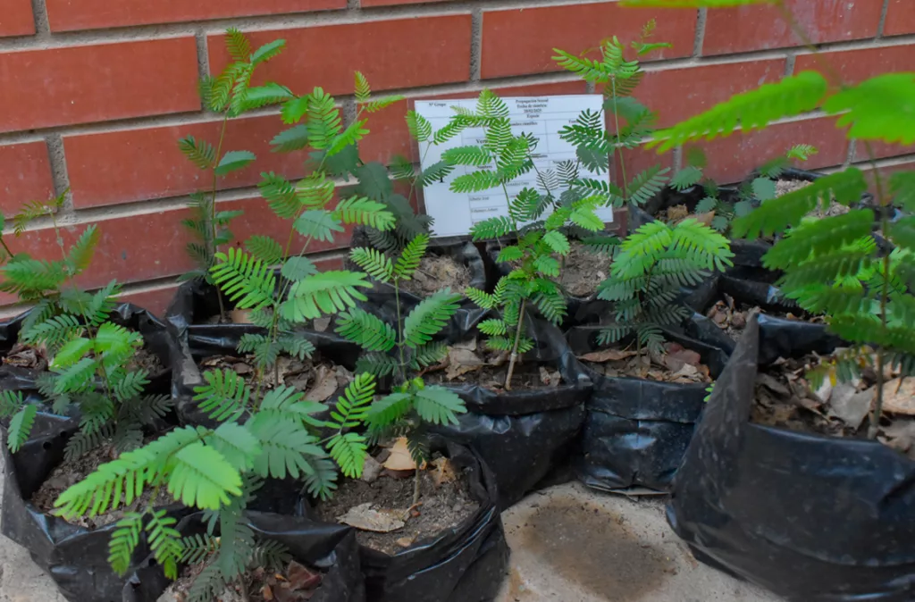 Especies autóctonas son cultivadas en la UCLA