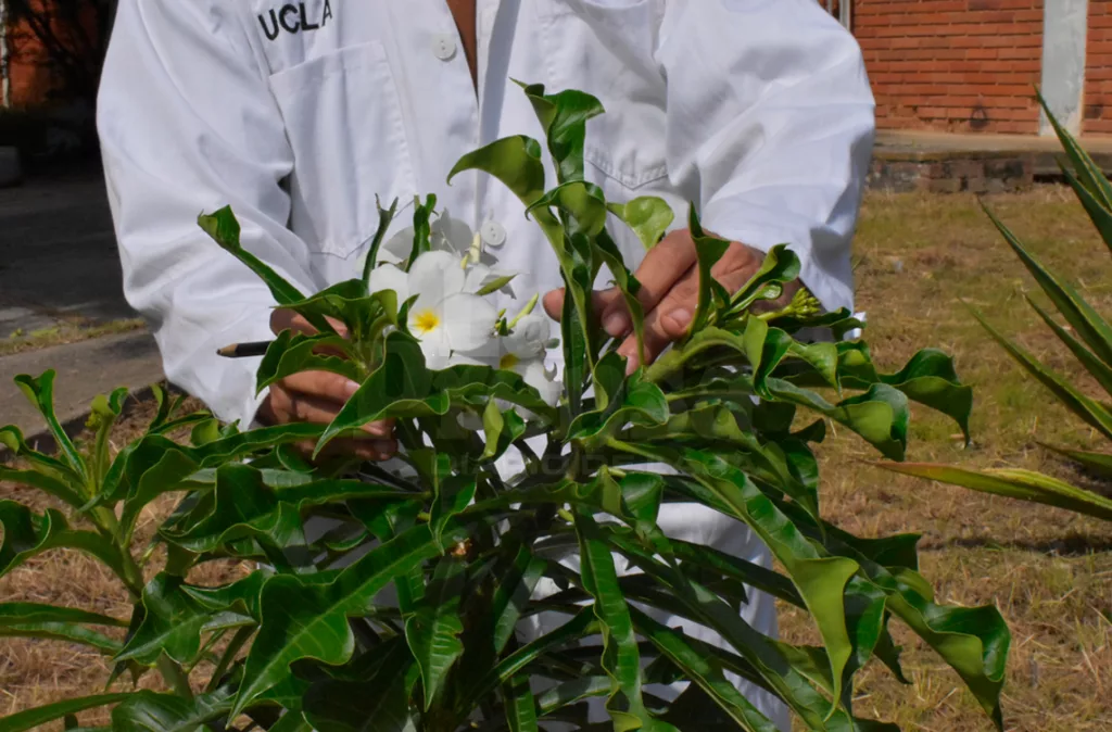 Especies autóctonas son cultivadas en el Decanato de Agronomía de la UCLA
