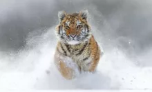 Tigre Amur