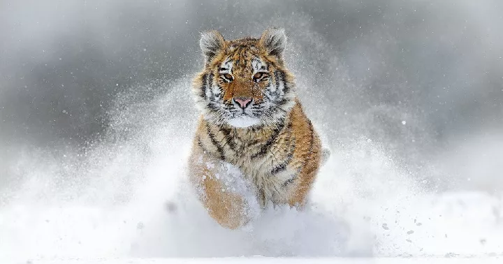 Tigre Amur