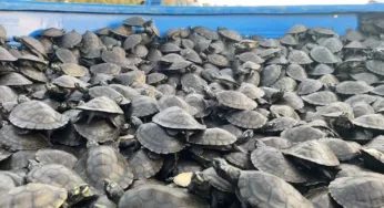 Liberan 22.125 tortuguillos en Playa Cuba del Orinoco