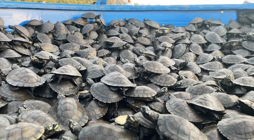 Tortuguillos