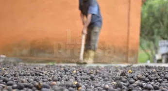 En Táchira: productores de café se adaptan a trabajar frente a las plagas