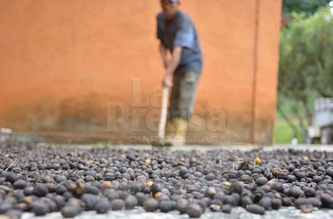 Producción de café en Táchira