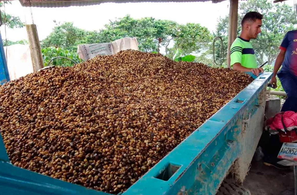 Producción de café