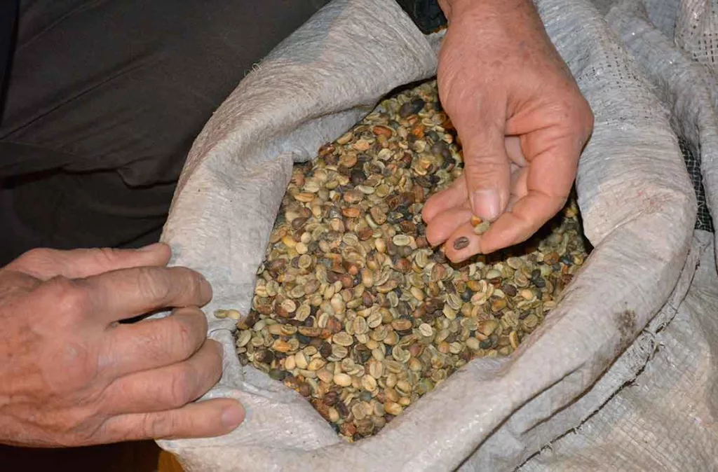 Producción de café en Táchira