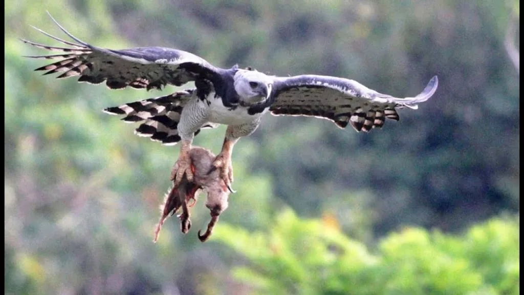 Se considera un animal totémico (sagrado), para los indígenas yanomami y pemón, del sur de Venezuela, porque es la protectora de los bosques tropicales lluviosos. Una espesura de vegetación que en el país representan 15.5 millones de hectáreas. El águila harpía (Harpia harpyja), es el águila más poderosa del planeta, la tercera más grande del mundo y es la de mayor tamaño de América. Su fuerza, majestuosidad y misticismo la hacen una especie de suma importancia para la biodiversidad del planeta.