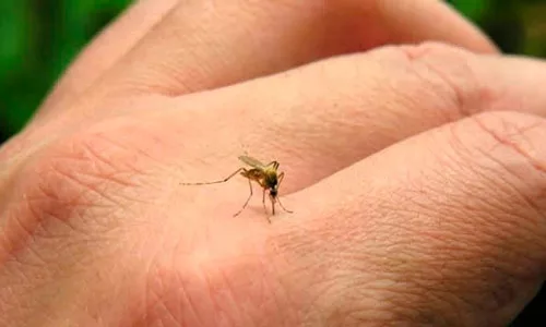 Ante el inicio del ciclo de lluvias en Venezuela, médicos infectólogos hacen un llamado urgente a la población para extremar el cuidado y la prevención de enfermedades transmitidas por picaduras de mosquitos.