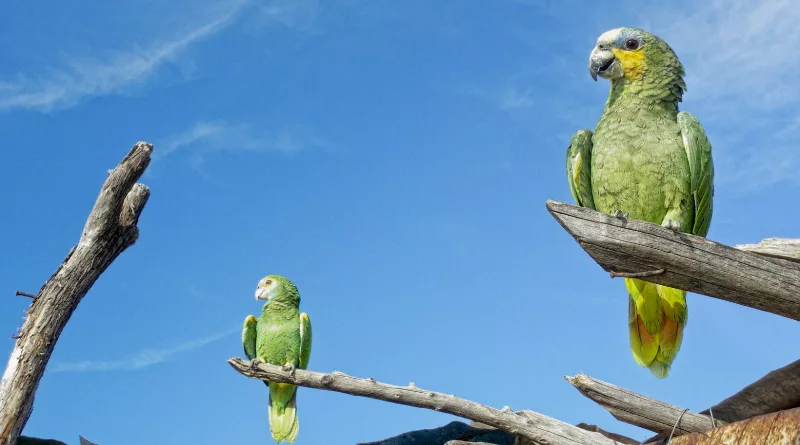 Venezuela se posiciona como un destino privilegiado para el turismo de naturaleza, destacando su rica biodiversidad avifauna al figurar entre los diez países con mayor diversidad de especies de aves a nivel mundial. Así lo afirmó Vicky Herrera, presidenta de la Asociación Venezolana de Agencias de Viajes y Turismo (AVAVIT) y vicepresidenta de Conseturismo, en una reciente entrevista. La nación suramericana se prepara activamente para participar en el Global Big Day este próximo 10 de mayo de 2025.