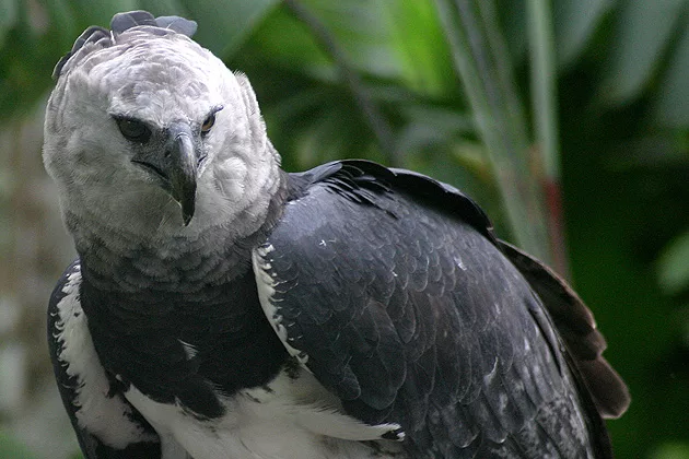 Se considera un animal totémico (sagrado), para los indígenas yanomami y pemón, del sur de Venezuela, porque es la protectora de los bosques tropicales lluviosos. Una espesura de vegetación que en el país representan 15.5 millones de hectáreas. El águila harpía (Harpia harpyja), es el águila más poderosa del planeta, la tercera más grande del mundo y es la de mayor tamaño de América. Su fuerza, majestuosidad y misticismo la hacen una especie de suma importancia para la biodiversidad del planeta.