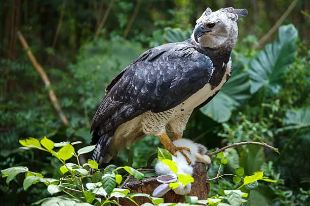 Se considera un animal totémico (sagrado), para los indígenas yanomami y pemón, del sur de Venezuela, porque es la protectora de los bosques tropicales lluviosos. Una espesura de vegetación que en el país representan 15.5 millones de hectáreas. El águila harpía (Harpia harpyja), es el águila más poderosa del planeta, la tercera más grande del mundo y es la de mayor tamaño de América. Su fuerza, majestuosidad y misticismo la hacen una especie de suma importancia para la biodiversidad del planeta.
