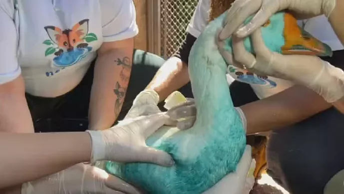 Animales afectados en la laguna São Paulo