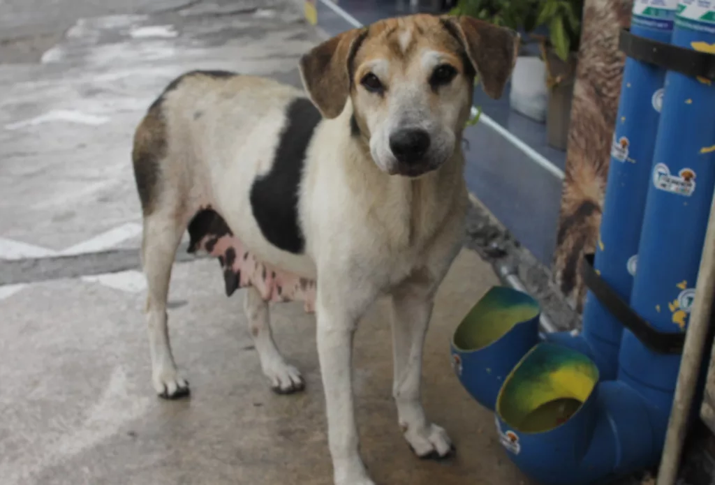 Una de las características más destacadas de los perros mestizos, resultado de la combinación de varias razas, es su mayor potencial de inmunidad frente a diversas enfermedades. A diferencia de los de raza "pura" muchas veces producto de la selección genética en laboratorio, que requieren una incorporación más rigurosa de antígenos a través de la vacunación, los mestizos suelen desarrollar una defensa natural más robusta.