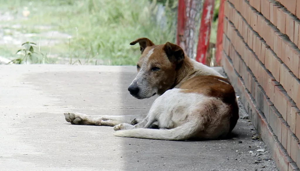 Una de las características más destacadas de los perros mestizos, resultado de la combinación de varias razas, es su mayor potencial de inmunidad frente a diversas enfermedades. A diferencia de los de raza "pura" muchas veces producto de la selección genética en laboratorio, que requieren una incorporación más rigurosa de antígenos a través de la vacunación, los mestizos suelen desarrollar una defensa natural más robusta.
