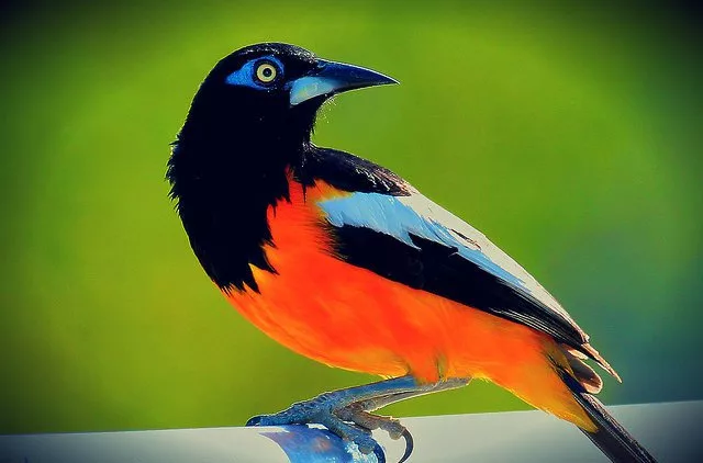 Venezuela se posiciona como un destino privilegiado para el turismo de naturaleza, destacando su rica biodiversidad avifauna al figurar entre los diez países con mayor diversidad de especies de aves a nivel mundial. Así lo afirmó Vicky Herrera, presidenta de la Asociación Venezolana de Agencias de Viajes y Turismo (AVAVIT) y vicepresidenta de Conseturismo, en una reciente entrevista. La nación suramericana se prepara activamente para participar en el Global Big Day este próximo 10 de mayo de 2025.