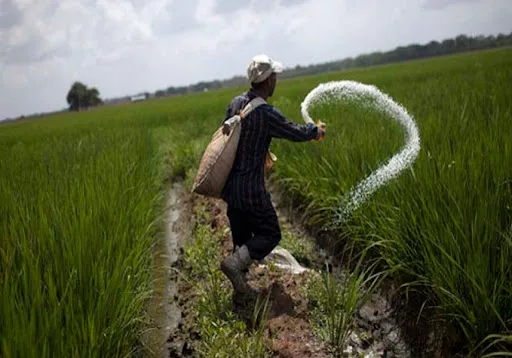 En 2024 se cultivaron 110.000 hectáreas de arroz en Venezuela, y para este año el presidente de Fedeagro, Celso Fantinel, proyecta que no habrá variación. La razón principal ha sido la falta de financiamiento que afecta a productores de Barinas, Portuguesa, Cojedes y Guárico, regiones donde se produce.