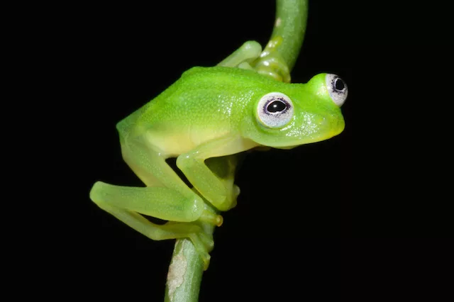 Científicos en Costa Rica descubrieron una rana que se parece a la Rana René