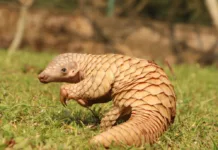 pangolin