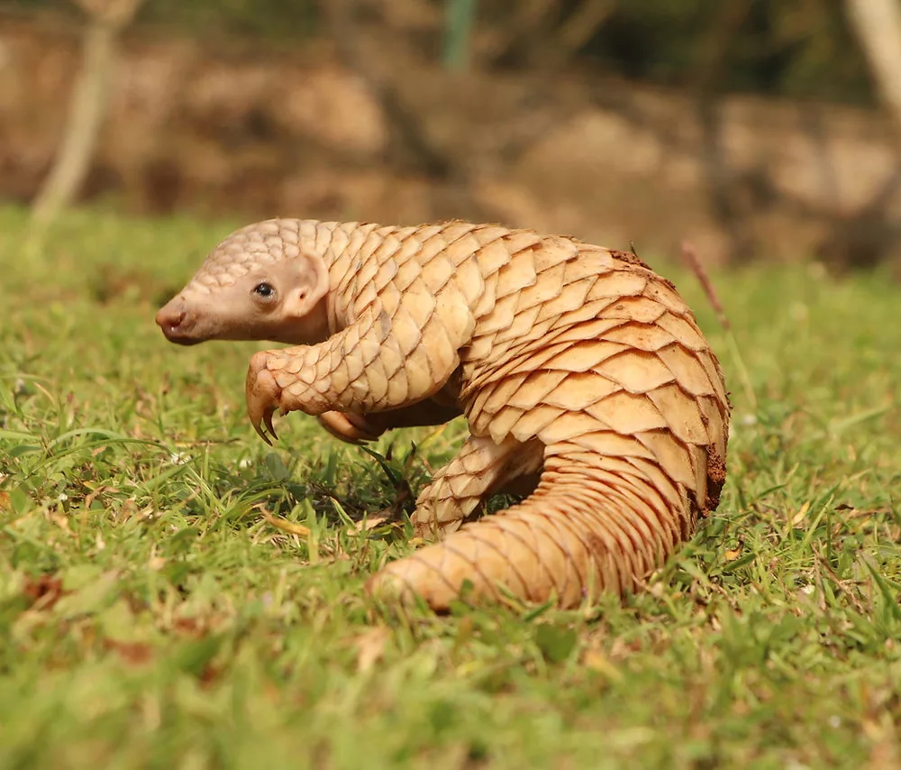 pangolin