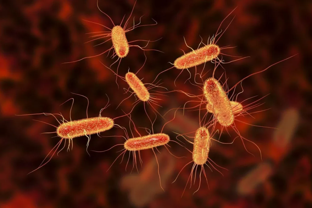 Las autoridades sanitarias de Estados Unidos han emitido una alerta pública por la posible presencia de la bacteria Escherichia coli (E. coli) en carne molida orgánica. La advertencia, emitida por el Servicio de Inspección y Seguridad Alimentaria (FSIS) del Departamento de Agricultura de EE. UU. (USDA), se dirige específicamente a paquetes de una libra de “Organic Rancher Organic Ground Beef 85% Lean 15% Fat”