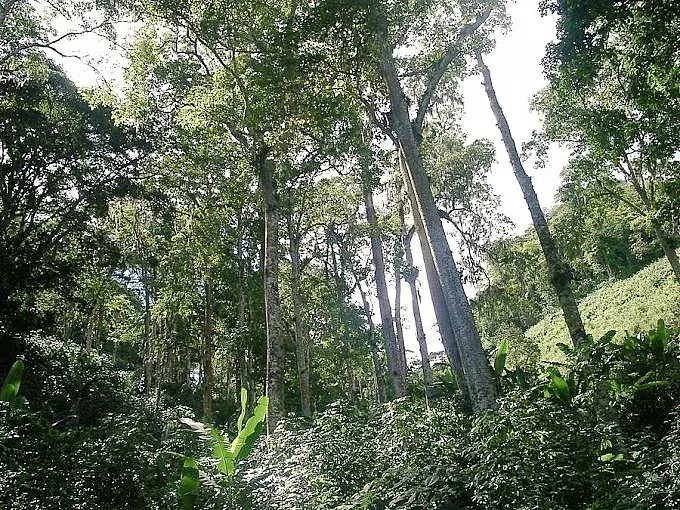 Bosques tropicales abarcan cerca del 50 del territorio venezolano