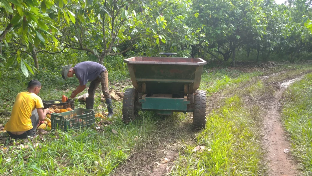 La Confederación de Asociaciones de Productores Agropecuarios de Venezuela (Fedeagro) ha emitido una advertencia sobre posibles retrasos en la distribución nacional de verduras y hortalizas debido al deterioro de la vialidad en la región de los Andes, especialmente en el estado Mérida, a causa de las recientes y fuertes lluvias.