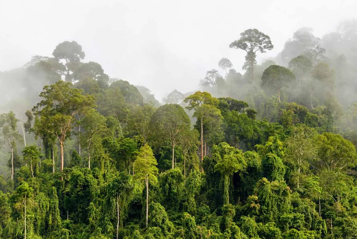 bosques venezolanos