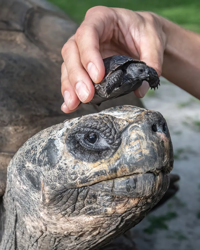 Tortuga Galápago Goliath, de 135 años, se convierte en padre primerizo