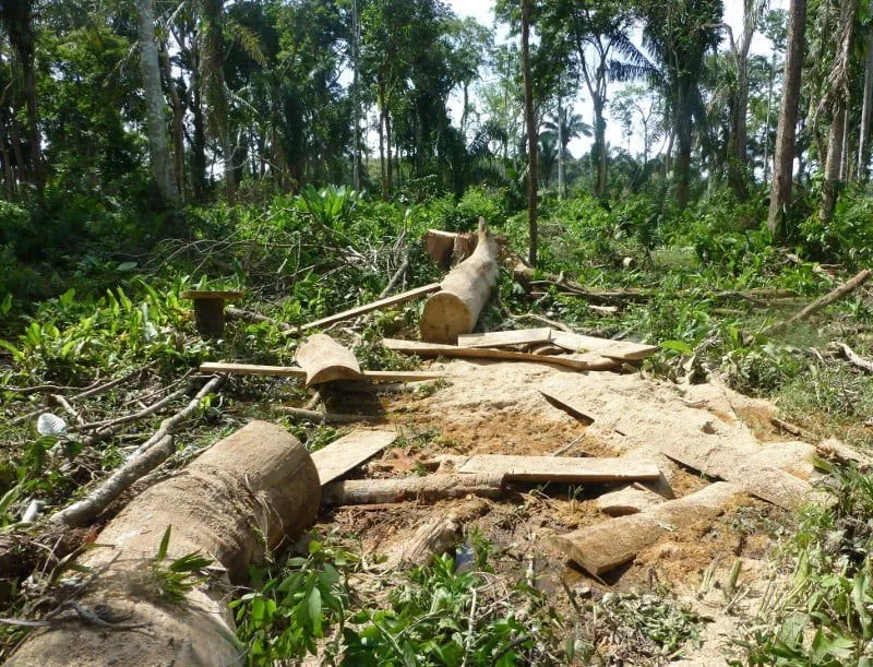 bosque forestal