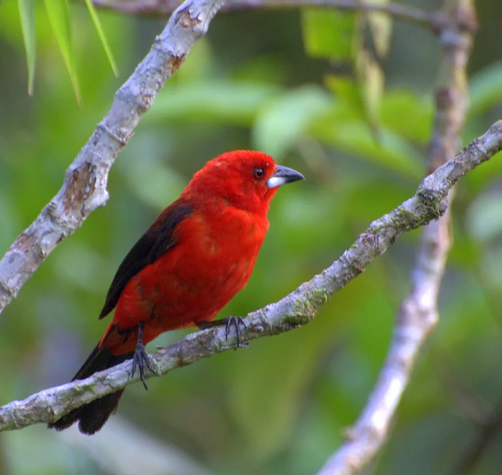 Investigadores venezolanos han confirmado el emocionante descubrimiento de una nueva especie de ave para el país: la Tángara Enmascarada (Ramphocelus nigrogularis), elevando el total de especies registradas en Venezuela a 1.426. Este significativo hallazgo, divulgado hoy por Venezolana de Televisión (VTV), ocurrió en el estado Amazonas durante la reciente celebración del Global Big Day.