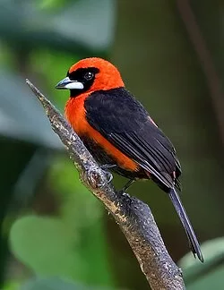 Ramphocelus nigrogularis 20030523
