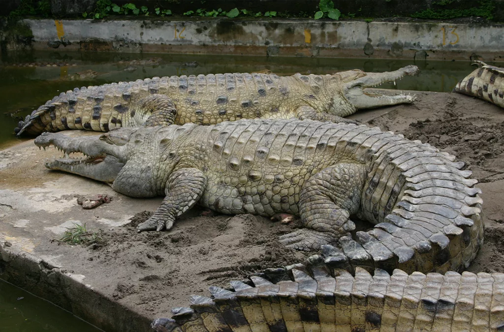 caimán del Orinoco