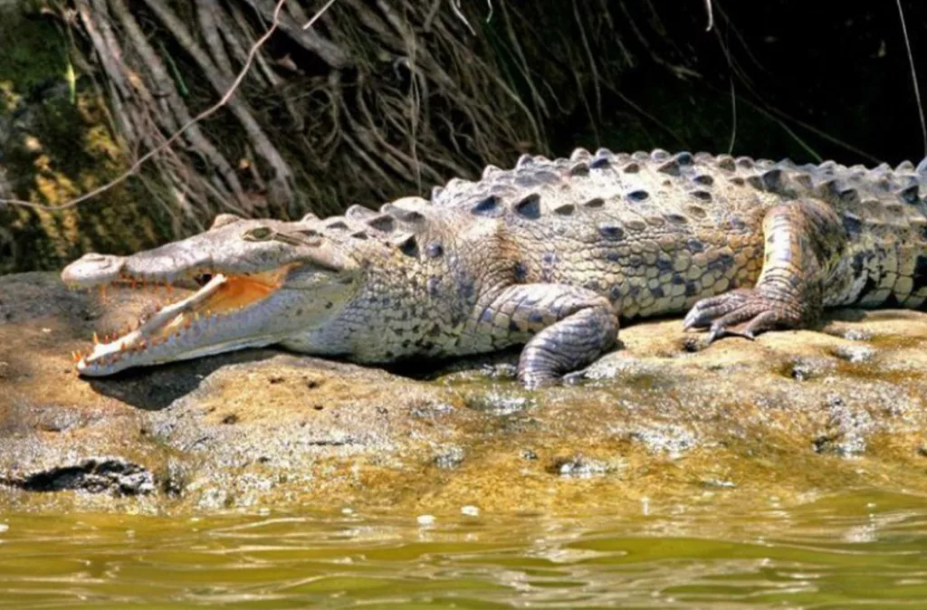 caimán del Orinoco