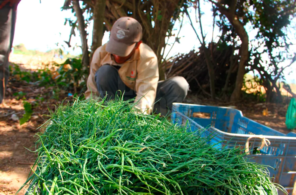 Distribución de hortalizas está garantizada pese a las lluvias, según Fedeagro