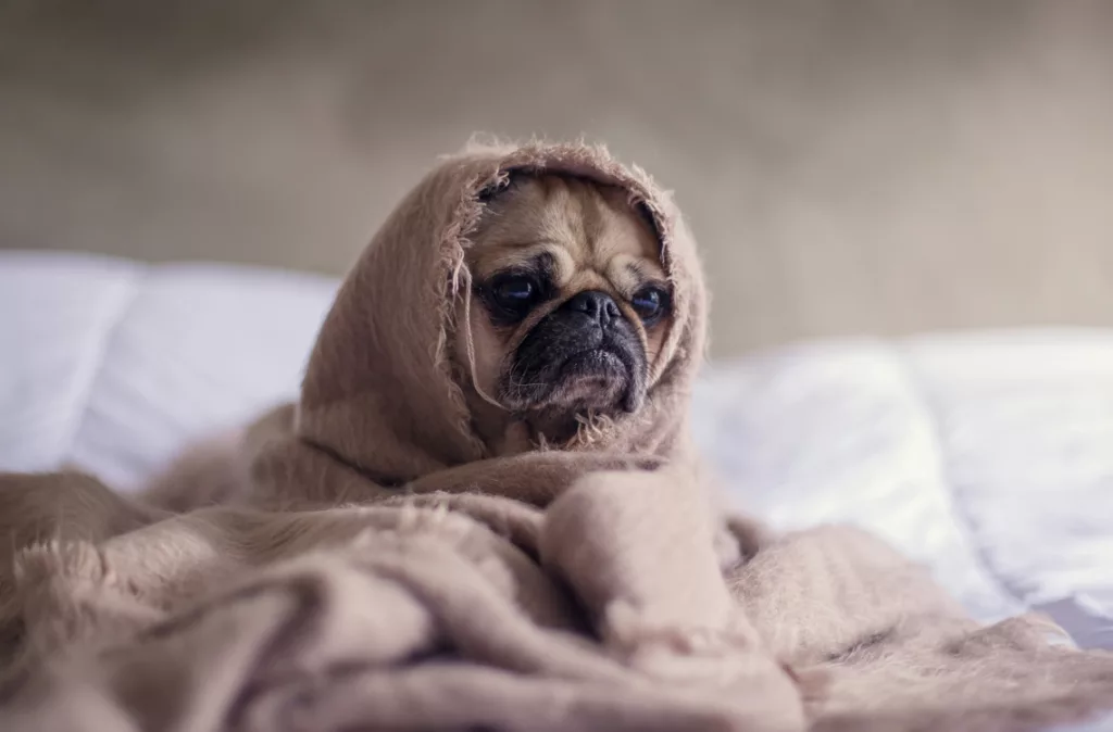 Científicos aseguran que los perros están entrando en una nueva fase evolutiva