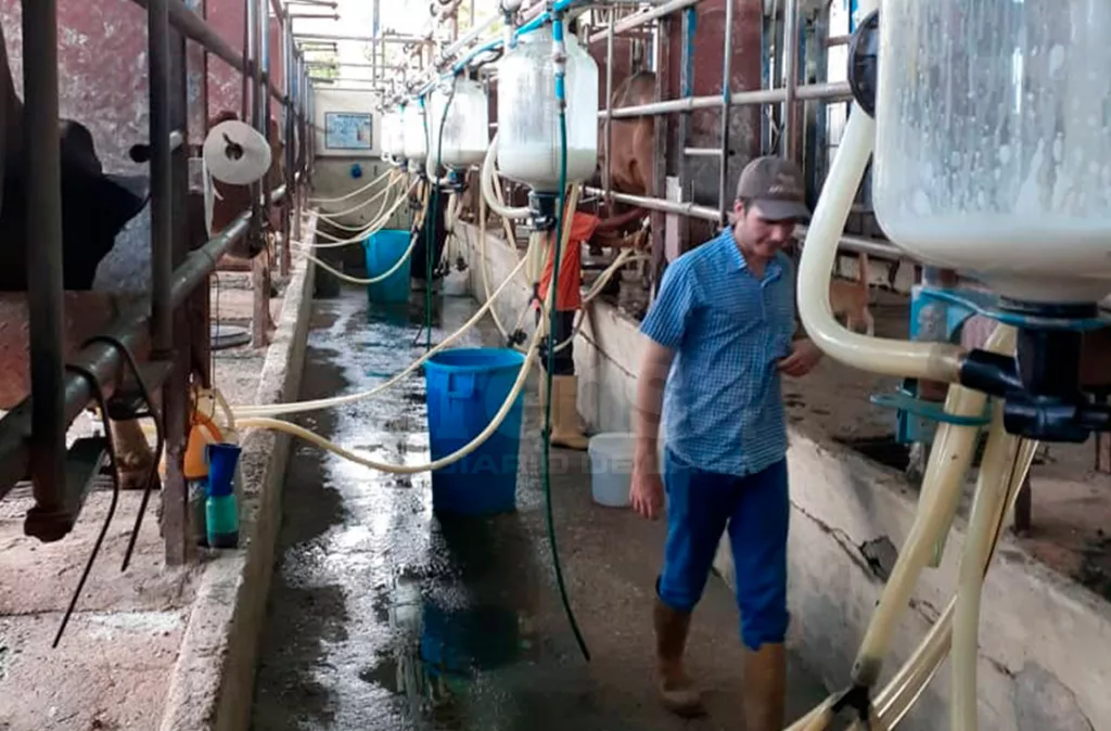 En la producción lechera de Venezuela, solo el 14% se destina a la industrialización