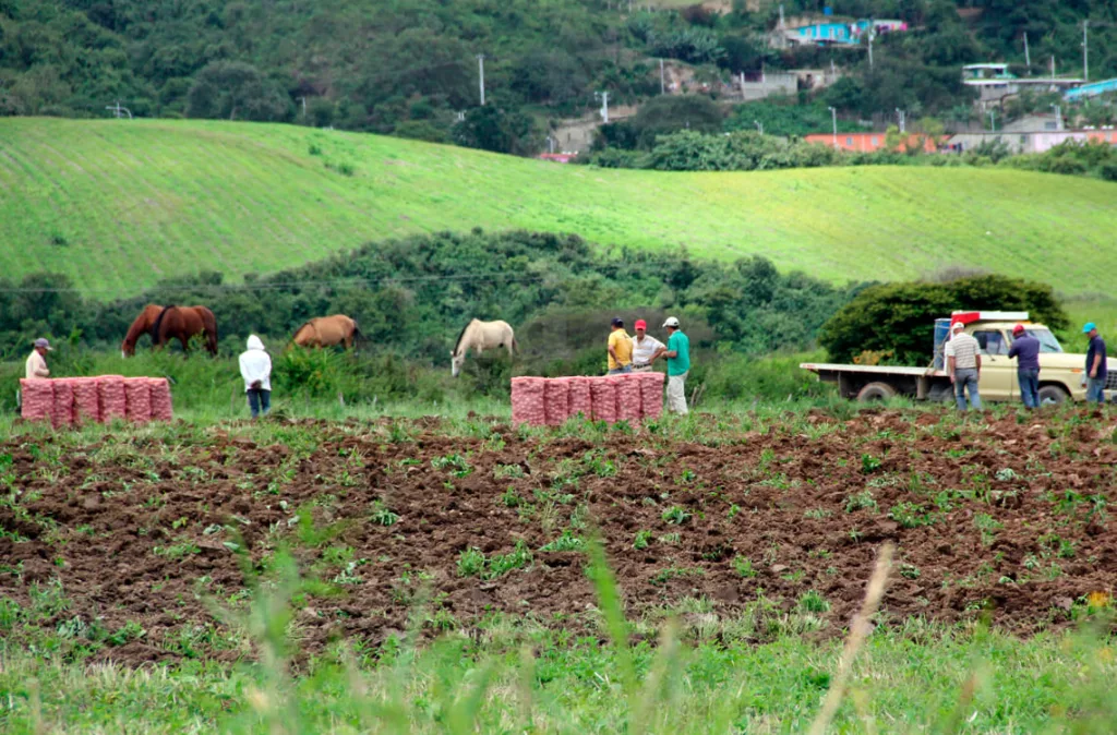 Productores agrícolas urgen créditos para renovar maquinaria
