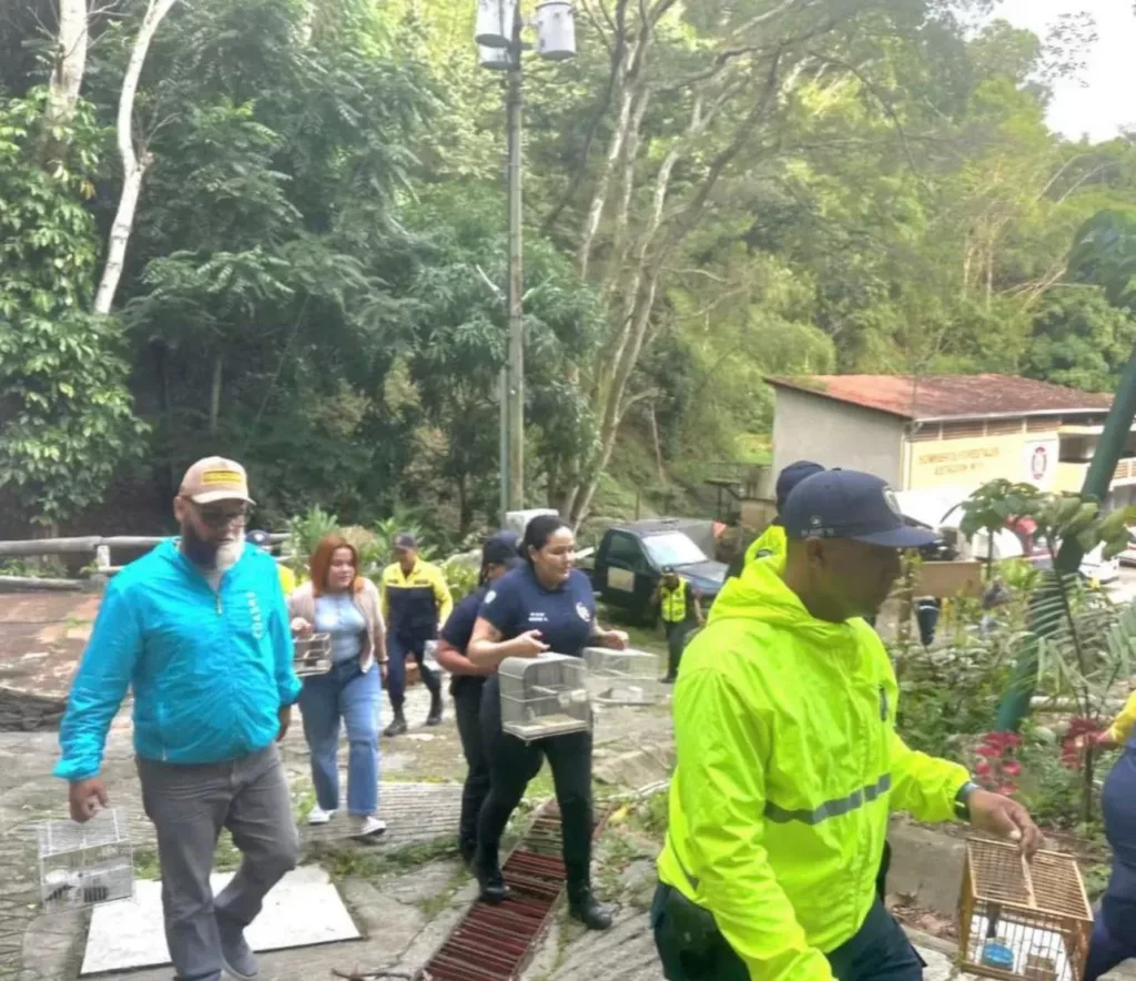 El Ministerio del Poder Popular para el Ecosocialismo (MINEC), en un esfuerzo conjunto con la Fiscalía 86 con competencia ambiental nacional y la Policía Nacional Bolivariana (PNB), rescató 25 aves silvestres que se encontraban ilegalmente enjauladas en el sector Palo Verde de Petare, estado Miranda. La operación se llevó a cabo tras recibir una denuncia anónima a través de la línea telefónica 0800-Ambient (0800-2624368), una herramienta clave para combatir el tráfico de fauna silvestre en Venezuela.