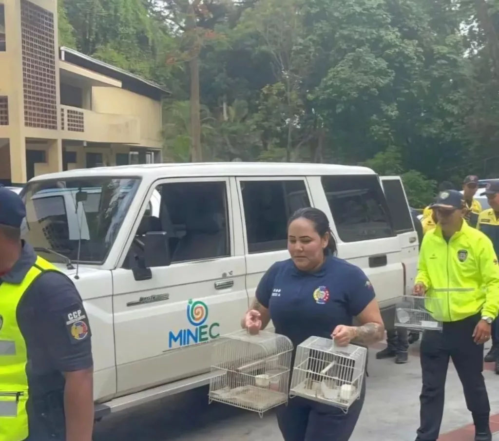 El Ministerio del Poder Popular para el Ecosocialismo (MINEC), en un esfuerzo conjunto con la Fiscalía 86 con competencia ambiental nacional y la Policía Nacional Bolivariana (PNB), rescató 25 aves silvestres que se encontraban ilegalmente enjauladas en el sector Palo Verde de Petare, estado Miranda. La operación se llevó a cabo tras recibir una denuncia anónima a través de la línea telefónica 0800-Ambient (0800-2624368), una herramienta clave para combatir el tráfico de fauna silvestre en Venezuela.