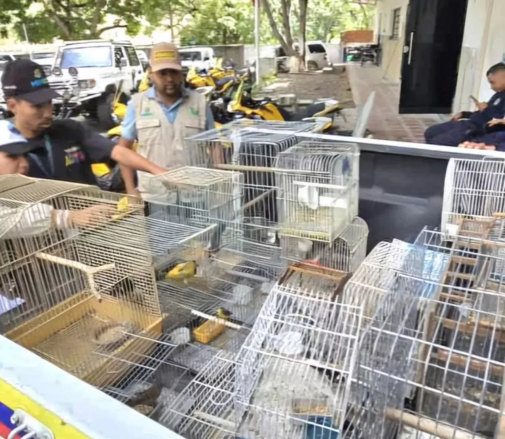 El Ministerio del Poder Popular para el Ecosocialismo (MINEC), en un esfuerzo conjunto con la Fiscalía 86 con competencia ambiental nacional y la Policía Nacional Bolivariana (PNB), rescató 25 aves silvestres que se encontraban ilegalmente enjauladas en el sector Palo Verde de Petare, estado Miranda. La operación se llevó a cabo tras recibir una denuncia anónima a través de la línea telefónica 0800-Ambient (0800-2624368), una herramienta clave para combatir el tráfico de fauna silvestre en Venezuela.