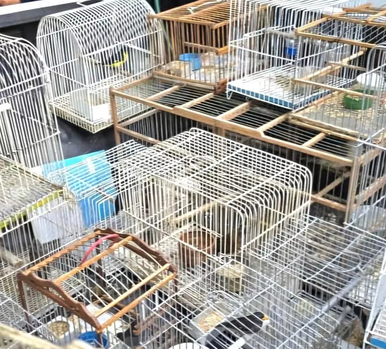 aves