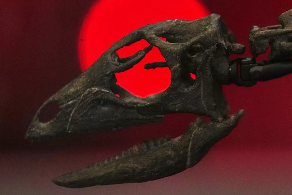 La paleontología celebra un emocionante hallazgo: un nuevo dinosaurio del tamaño de un perro, llamado Enigmacursor mollyborthwickae, ha sido descubierto en América del Norte. Esta especie ágil y pequeña vivió hace más de 145 millones de años y sus restos ofrecen una perspectiva única sobre los dinosaurios pequeños del Jurásico Tardío.