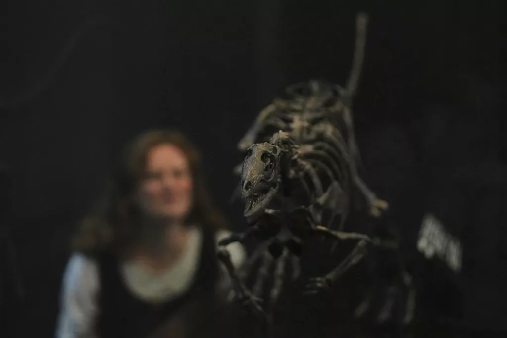 La paleontología celebra un emocionante hallazgo: un nuevo dinosaurio del tamaño de un perro, llamado Enigmacursor mollyborthwickae, ha sido descubierto en América del Norte. Esta especie ágil y pequeña vivió hace más de 145 millones de años y sus restos ofrecen una perspectiva única sobre los dinosaurios pequeños del Jurásico Tardío.