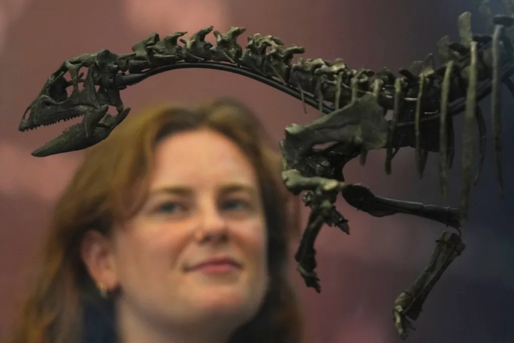 La paleontología celebra un emocionante hallazgo: un nuevo dinosaurio del tamaño de un perro, llamado Enigmacursor mollyborthwickae, ha sido descubierto en América del Norte. Esta especie ágil y pequeña vivió hace más de 145 millones de años y sus restos ofrecen una perspectiva única sobre los dinosaurios pequeños del Jurásico Tardío.