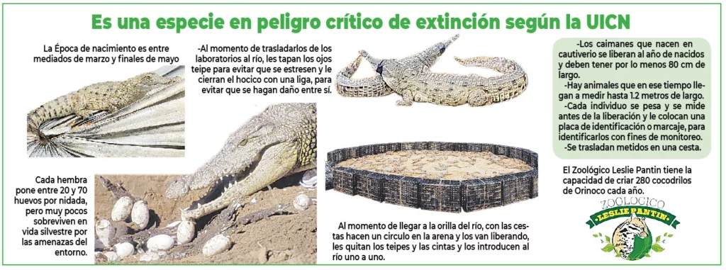 caimán del Orinoco