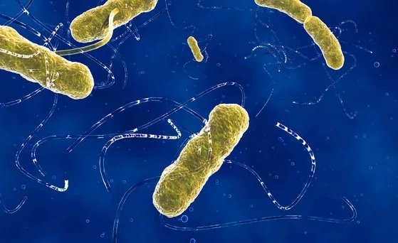 bacteria