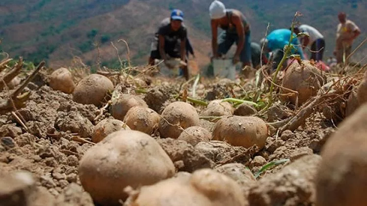 La Confederación de Asociaciones de Productores Agropecuarios de Venezuela (Fedeagro) ha emitido una advertencia sobre posibles retrasos en la distribución nacional de verduras y hortalizas debido al deterioro de la vialidad en la región de los Andes, especialmente en el estado Mérida, a causa de las recientes y fuertes lluvias.