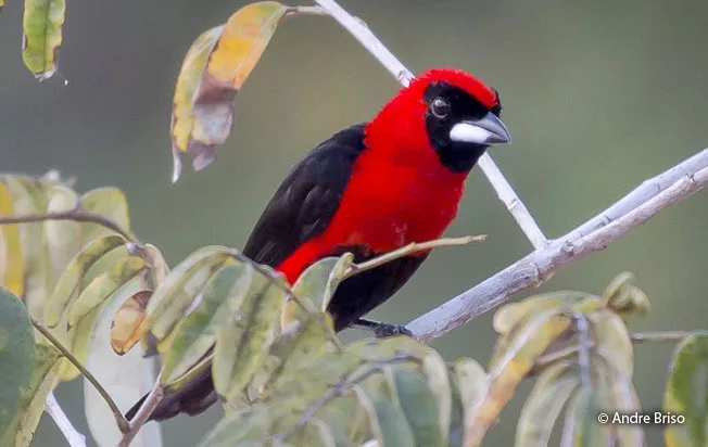Investigadores venezolanos han confirmado el emocionante descubrimiento de una nueva especie de ave para el país: la Tángara Enmascarada (Ramphocelus nigrogularis), elevando el total de especies registradas en Venezuela a 1.426. Este significativo hallazgo, divulgado hoy por Venezolana de Televisión (VTV), ocurrió en el estado Amazonas durante la reciente celebración del Global Big Day.