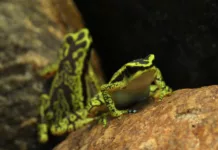sapito rayado
