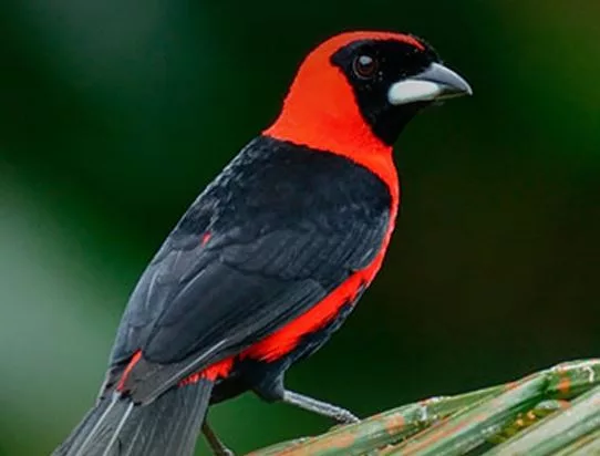 tangara
